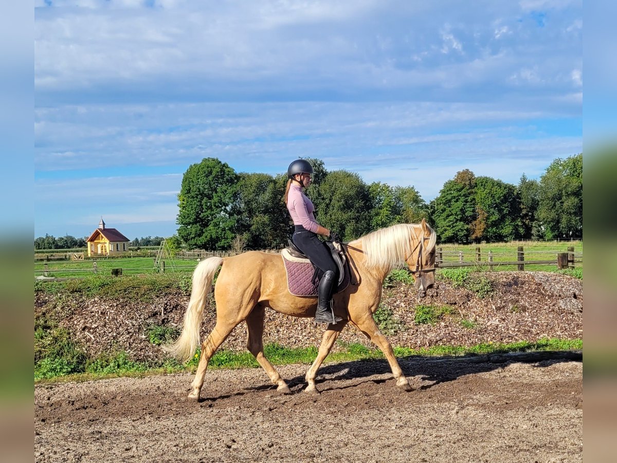 Andalusian Mix Gelding 6 years 15,2 hh Palomino in Karlshuld