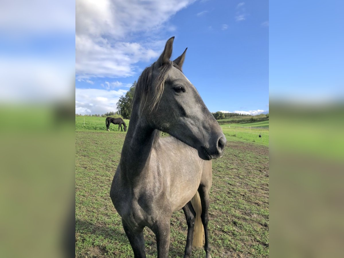 Andalusian Gelding 6 years 16 hh Gray in Gelsenkirchen