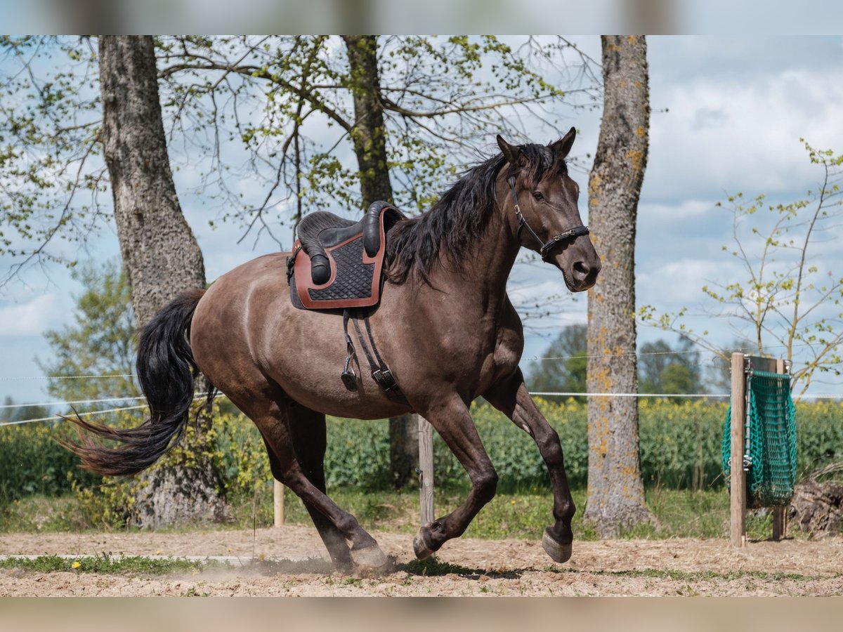 Andalusian Mix Gelding 6 years 17,1 hh Bay in Svitene