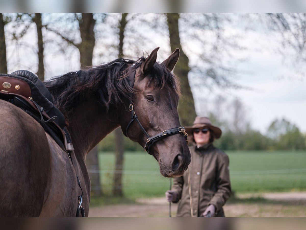 Andalusian Mix Gelding 6 years 17,1 hh Bay in Svitene