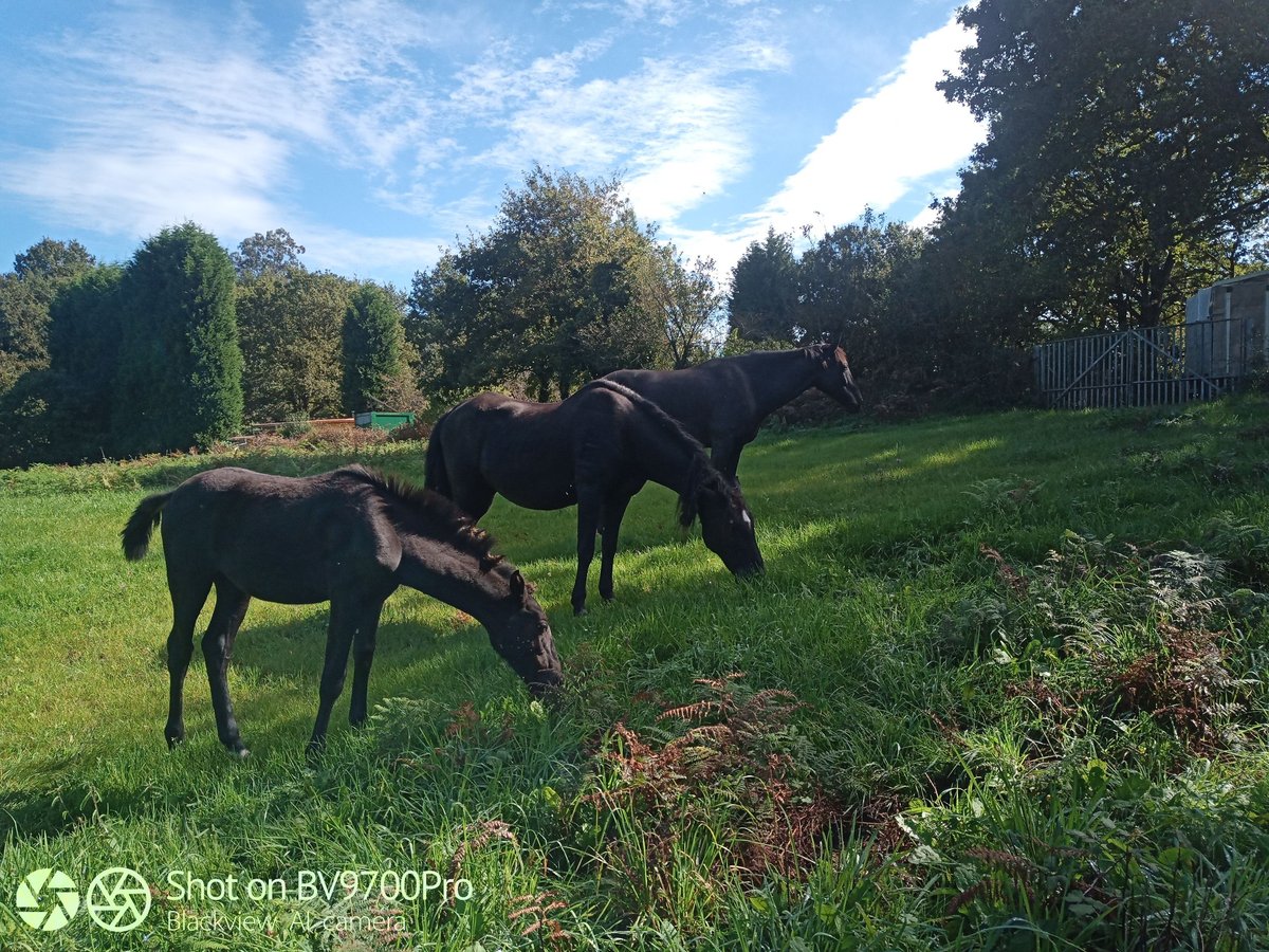 Andalusian Gelding 6 years Black in Oviedo