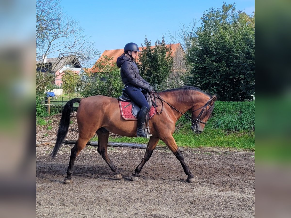 Andalusian Mix Gelding 7 years 15,2 hh Bay-Dark in Karlshuld