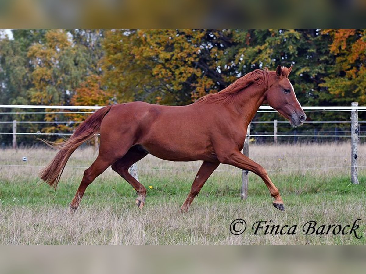 Andalusian Gelding 7 years 15,2 hh Chestnut-Red in Wiebelsheim