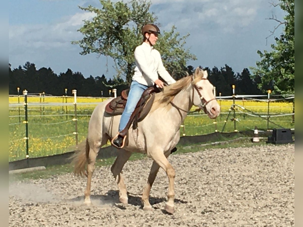 Andalusian Gelding 7 years 15,2 hh Cremello in Simmersfeld