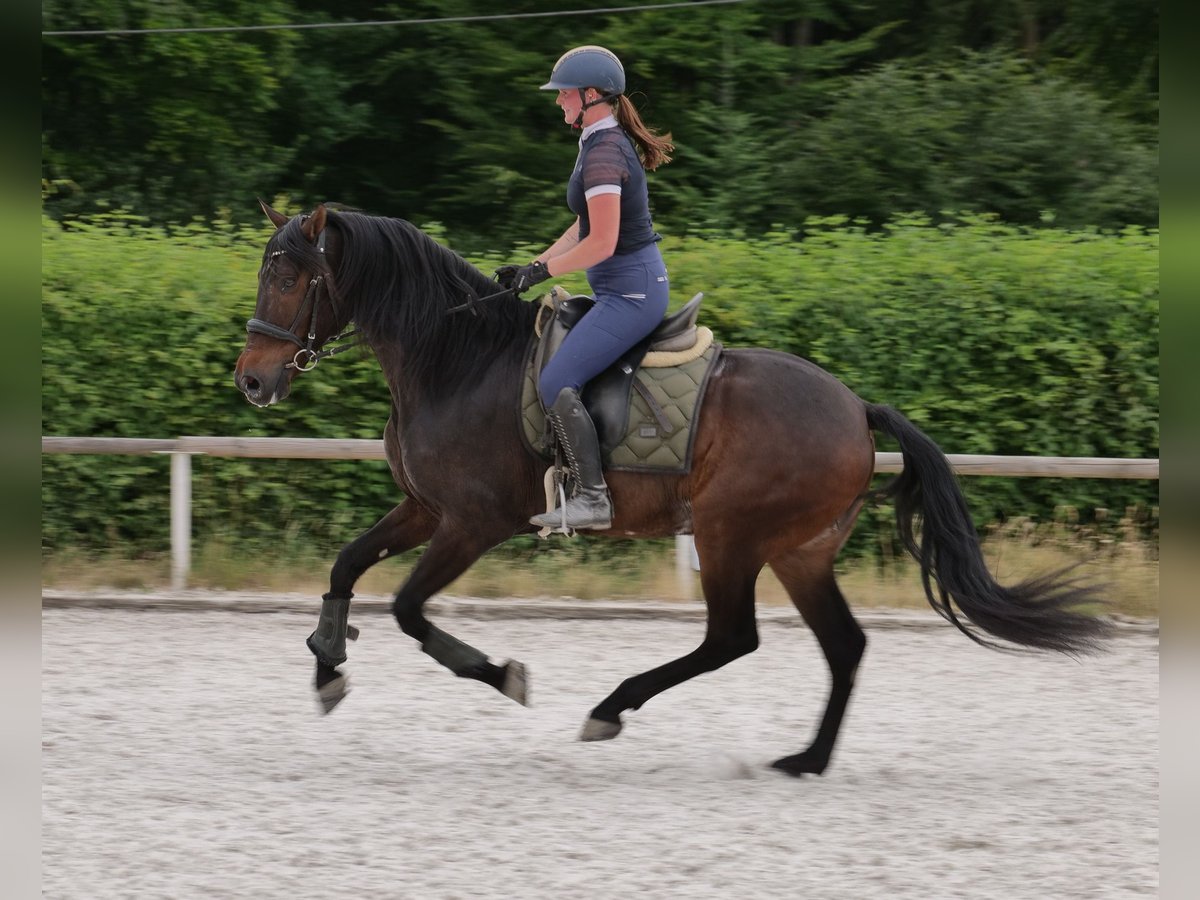 Andalusian Gelding 7 years 15,3 hh Brown in Neustadt (Wied)