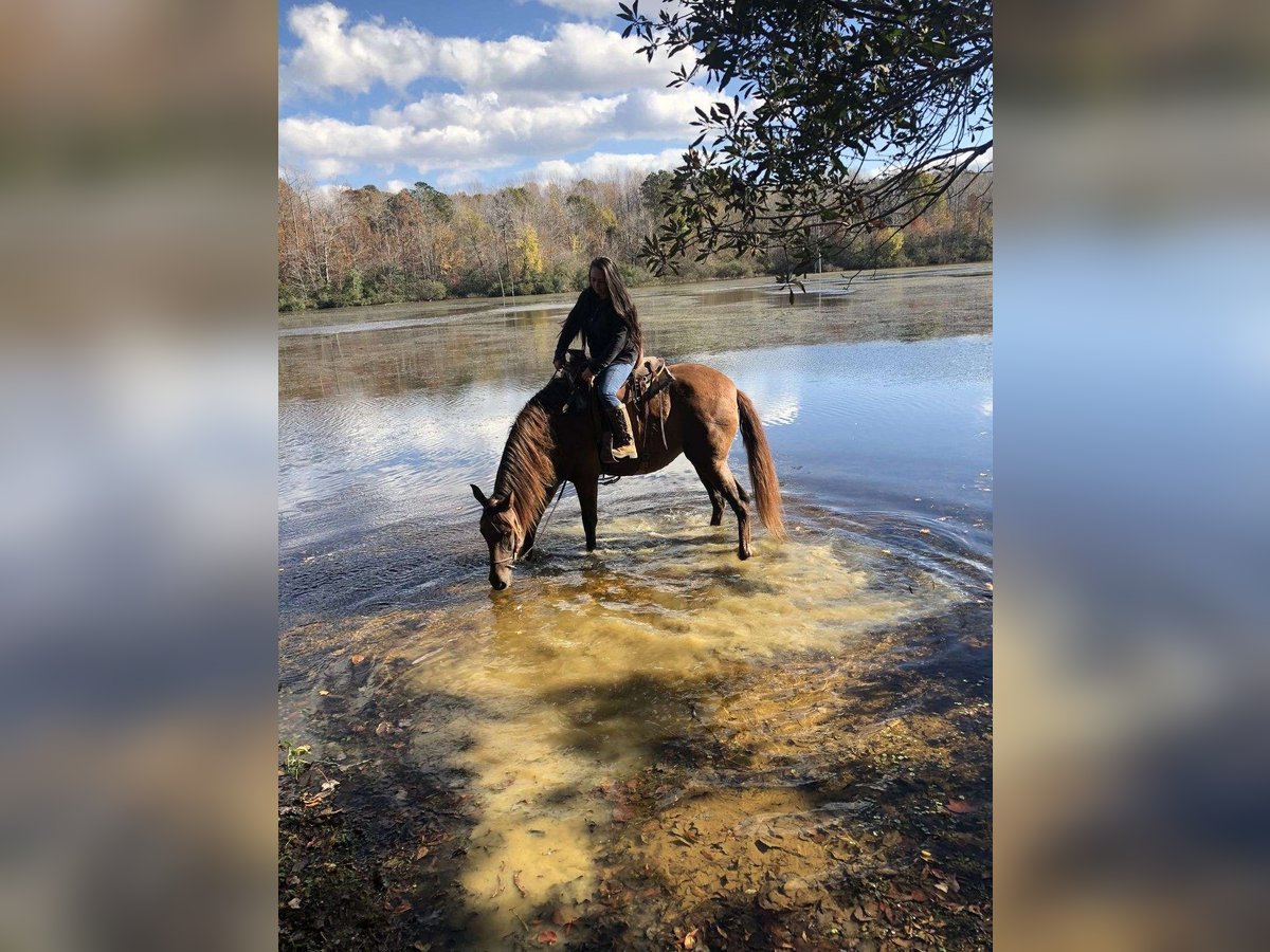 Andalusian Gelding 7 years 16 hh Brown in Bournemouth