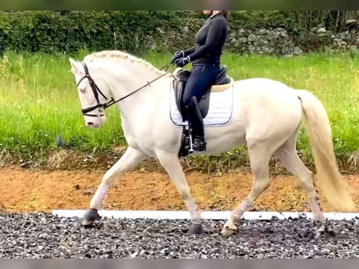Andalusian Gelding 7 years 16 hh Cremello in Madrid