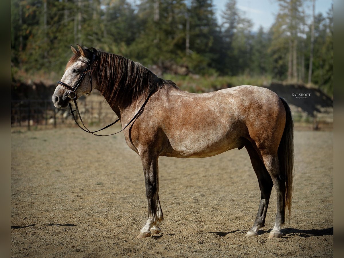 Andalusian Gelding 7 years 16 hh Grey-Red-Tan in Duncan, BC