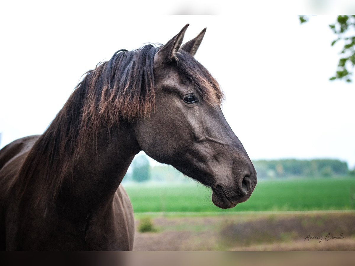 Andalusian Gelding 7 years 17 hh Bay in Svitene