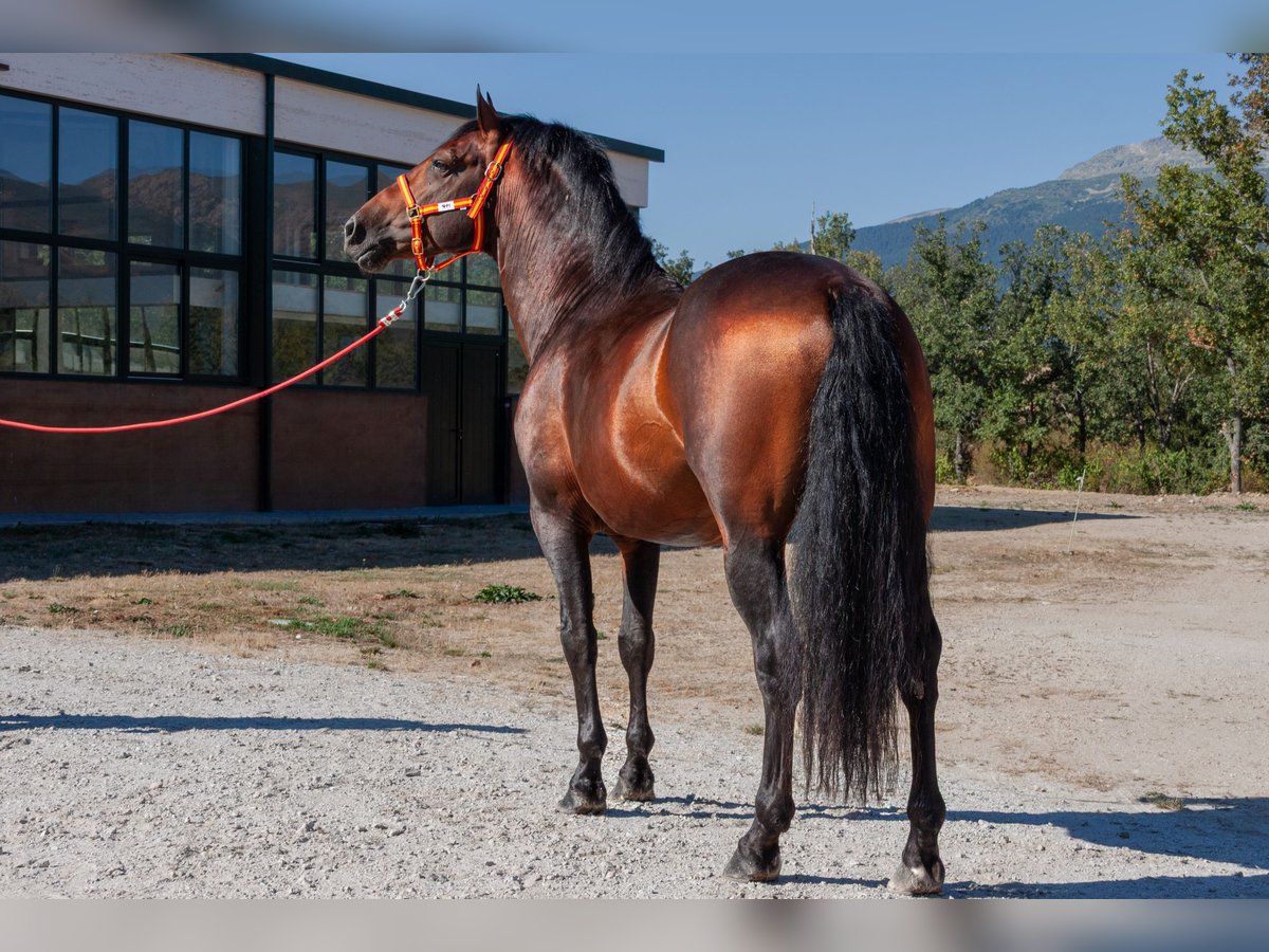 Andalusian Gelding 7 years Brown in Puerto De Cotos
