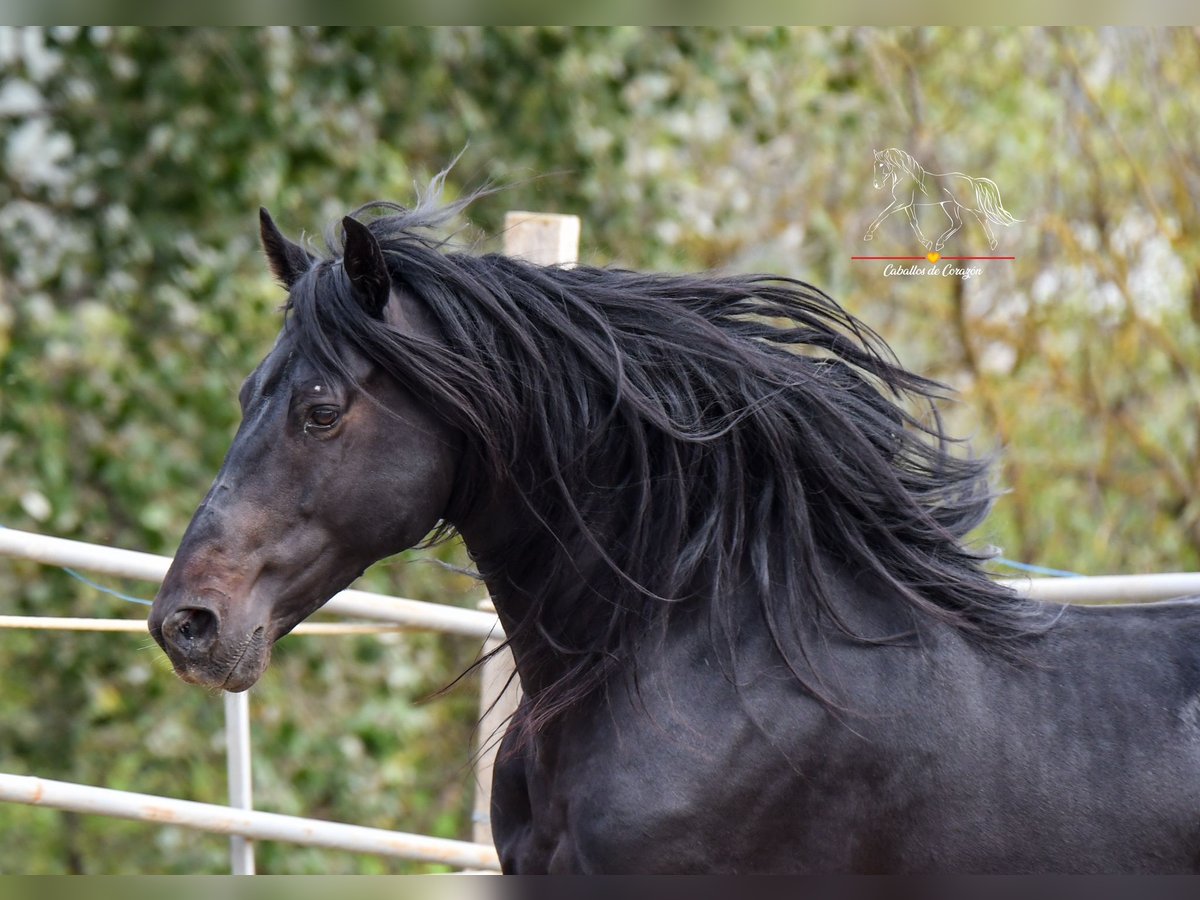 Andalusian Gelding 8 years 15,1 hh Black in Würzburg