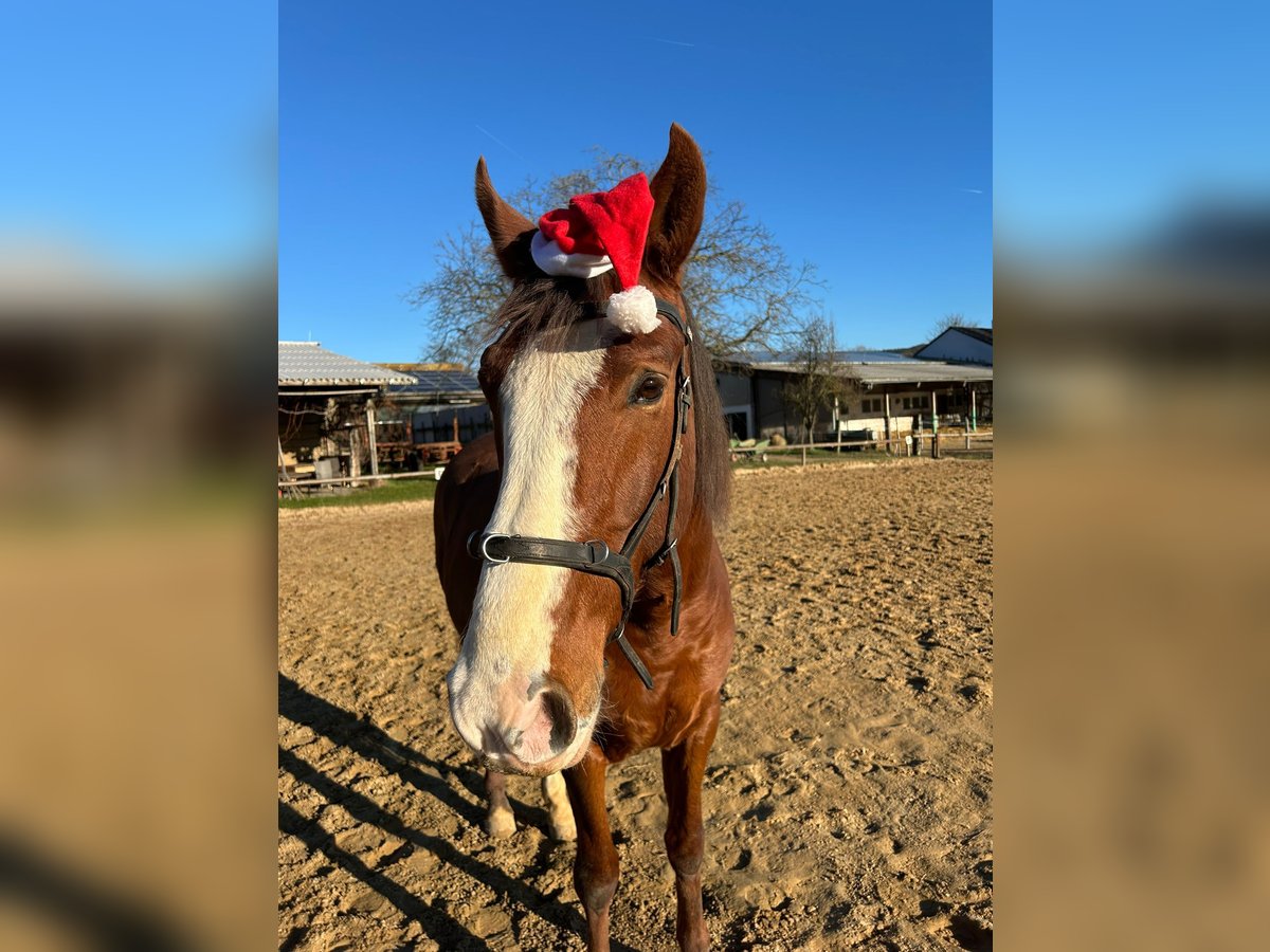 Andalusian Gelding 8 years 15,1 hh Chestnut-Red in Groß-Umstadt