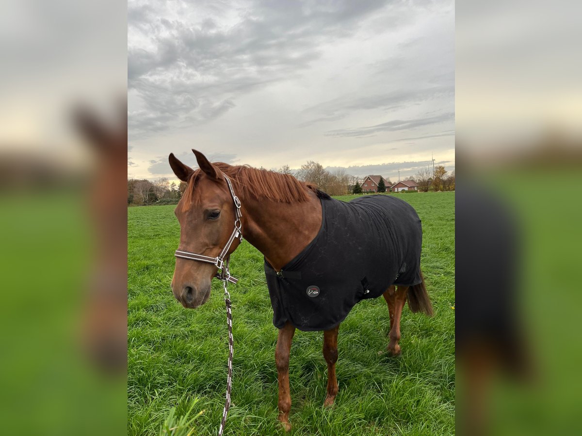 Andalusian Gelding 8 years 15,2 hh Chestnut-Red in Rhede