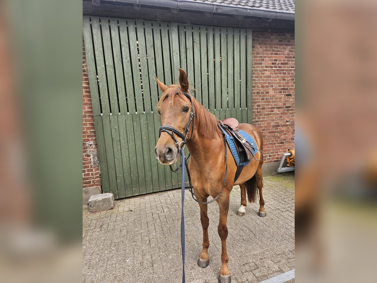 Andalusian Gelding 8 years 15,2 hh Chestnut-Red in Rhede