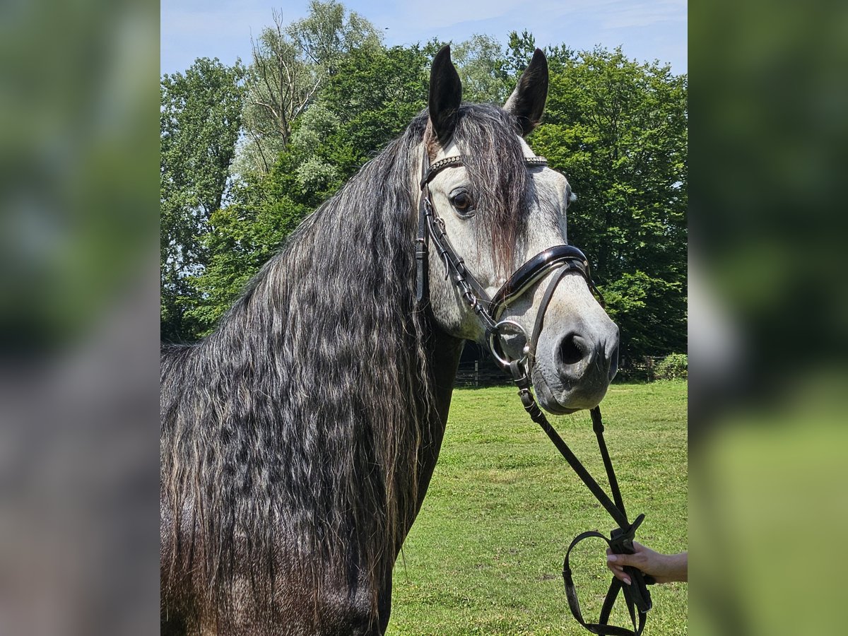 Andalusian Gelding 8 years 15,2 hh Gray-Dark-Tan in Nettetal