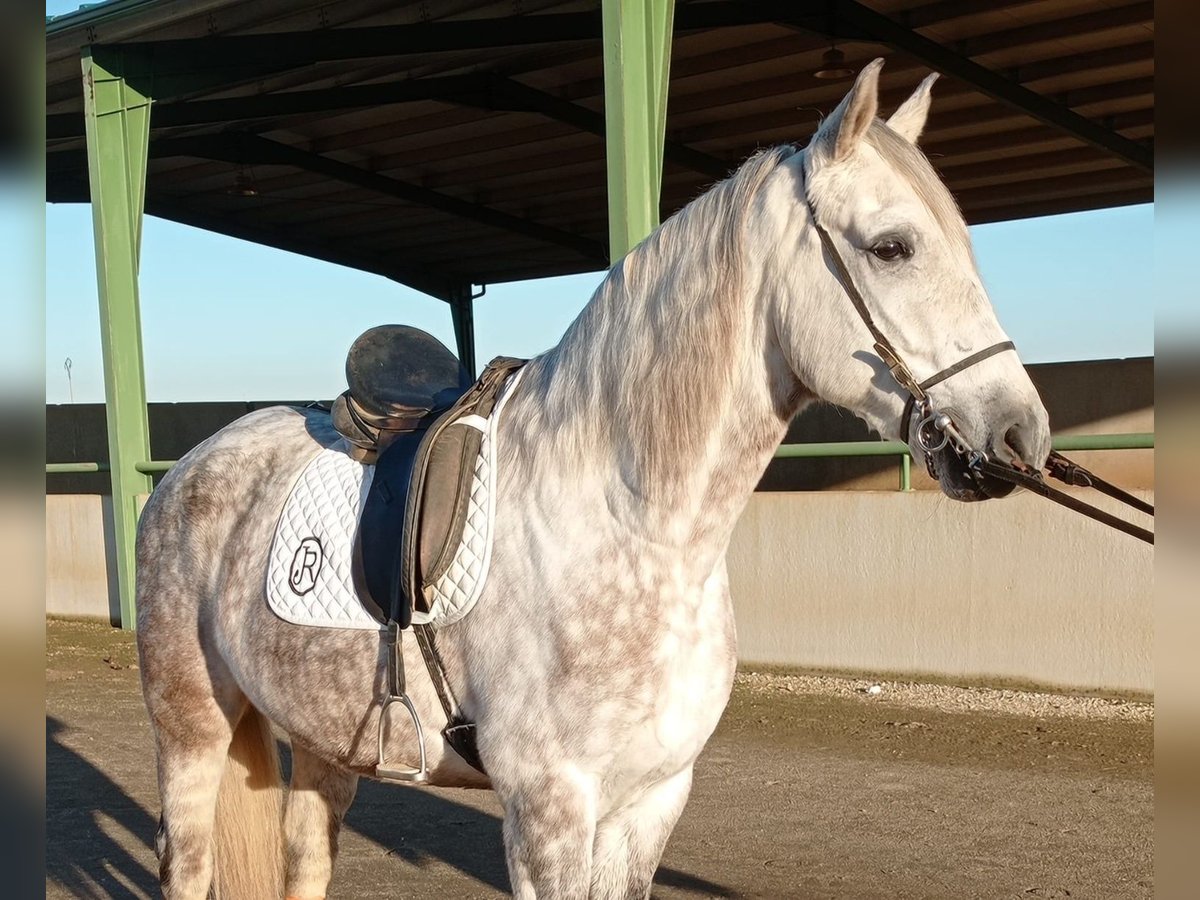 Andalusian Gelding 8 years 16,1 hh Gray in Badajoz