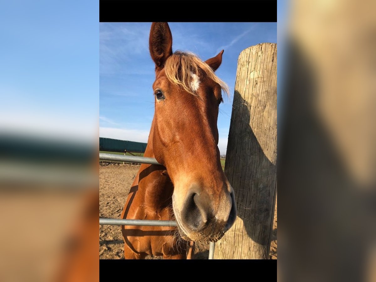 Andalusian Gelding 8 years 16 hh Chestnut-Red in Korschenbroich