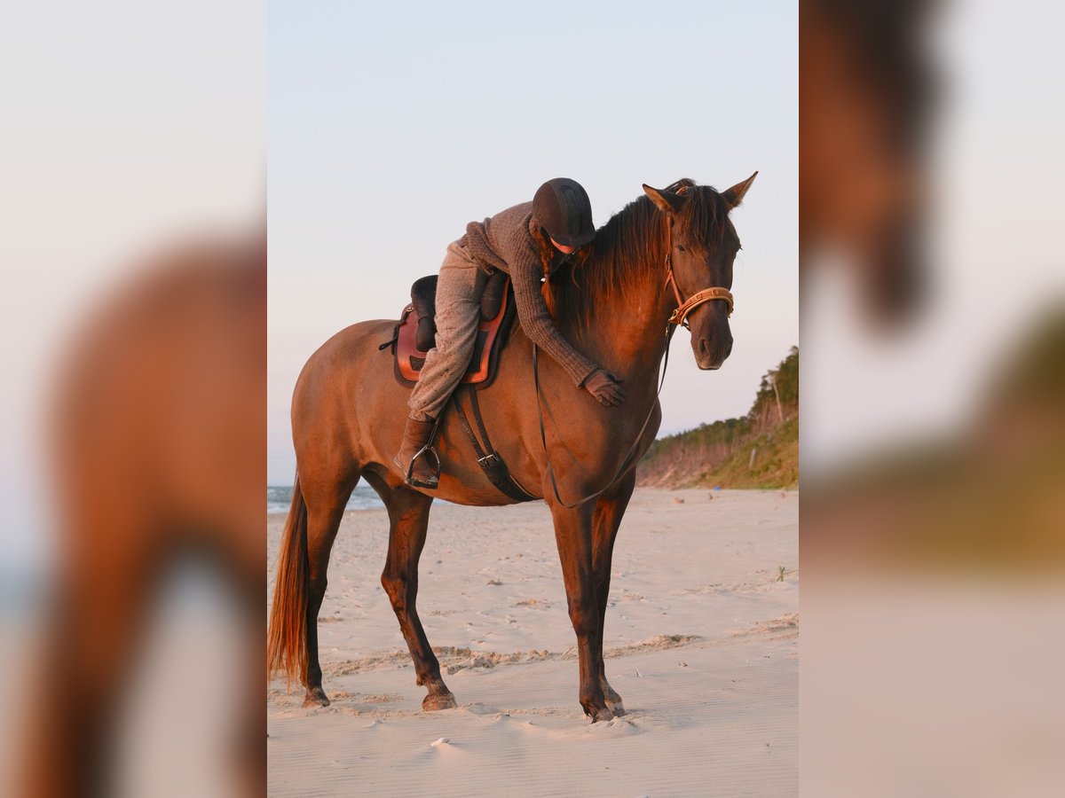 Andalusian Gelding 8 years 17,1 hh in Svitene