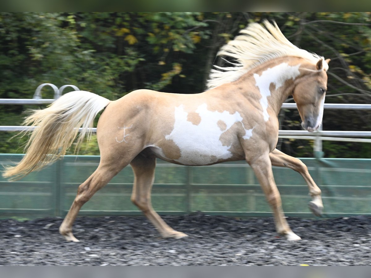 Andalusian Gelding 8 years in Küssaberg