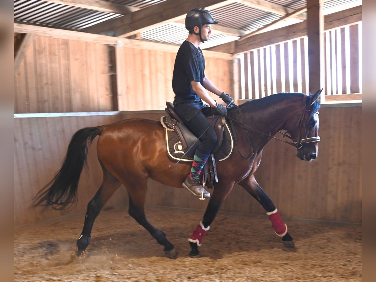 Andalusian Gelding 8 years in Klettgau