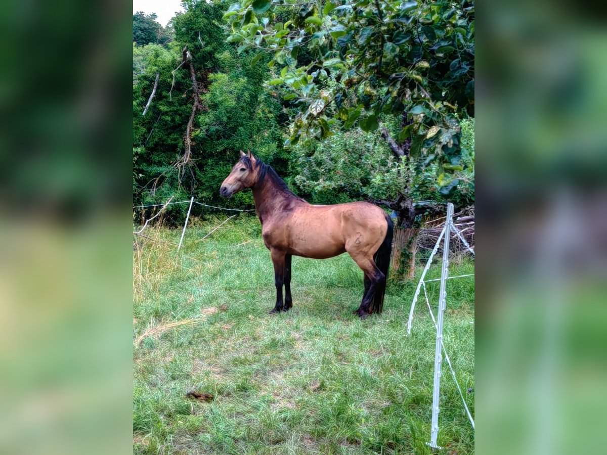 Andalusian Mix Gelding 9 years 14,3 hh Dun in Mühlacker