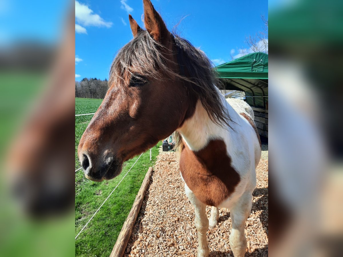 Andalusian Mix Gelding 9 years 15 hh Pinto in Gilserberg