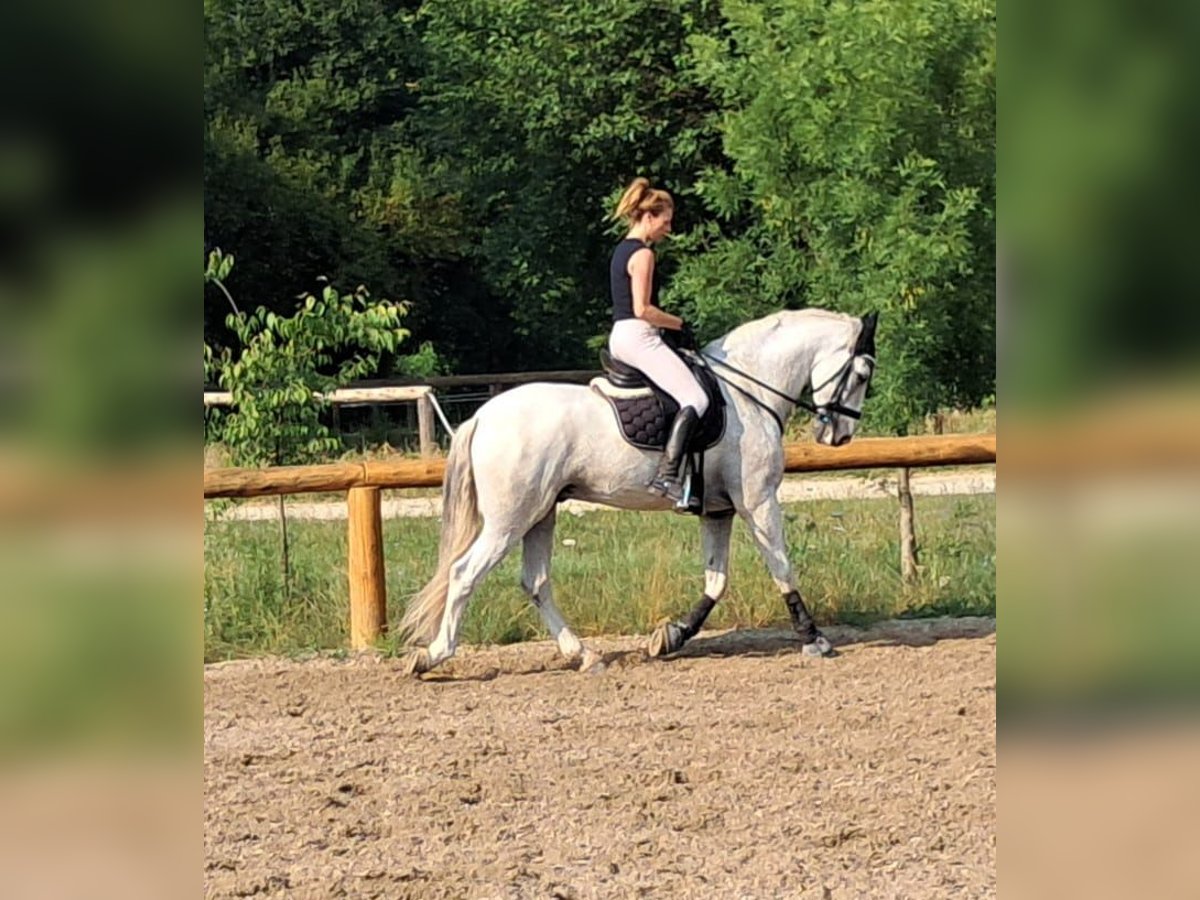 Andalusian Gelding 9 years 16,1 hh Gray in Mortegliano