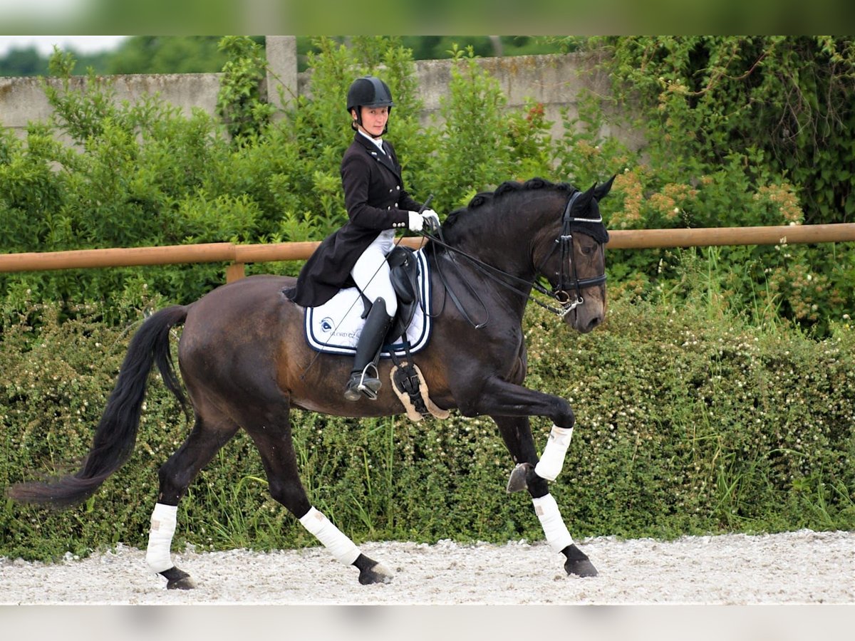 Andalusian Gelding 9 years 16,2 hh in Mil&#xED;n