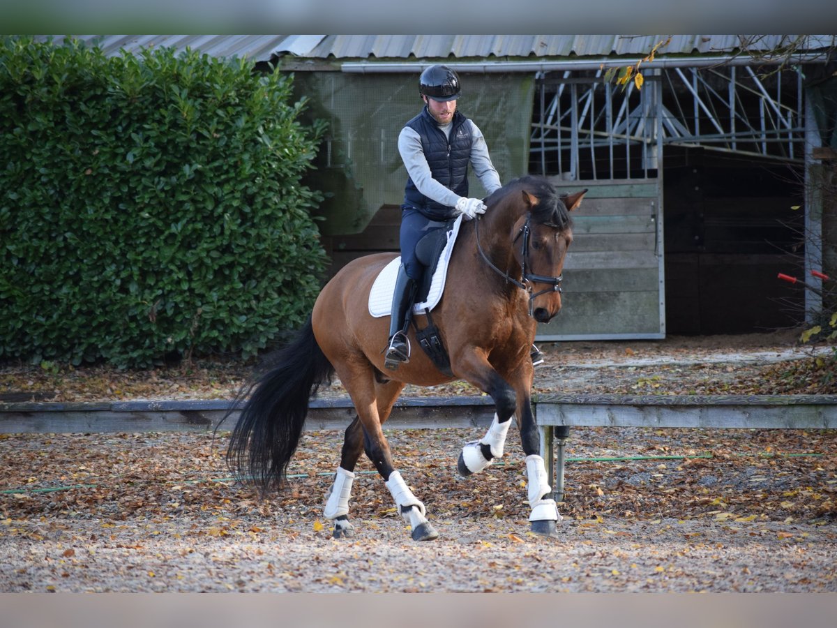Andalusian Gelding 9 years 17 hh Brown in Huy