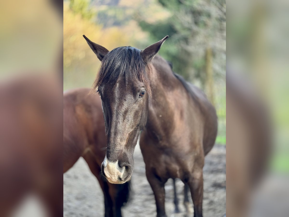 Andalusian Mare 10 years 14,3 hh Smoky-Black in Arnoldstein