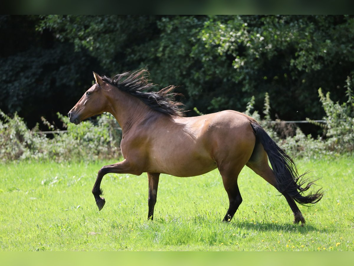 Andalusian Mare 10 years 15,1 hh Brown in Berlin