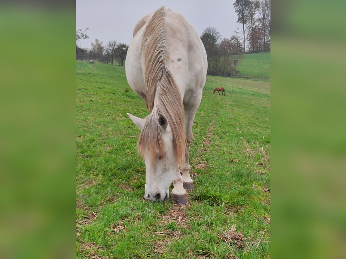 Andalusian Mare 10 years 15,1 hh Gray-Fleabitten in Sulzbach an der Murr