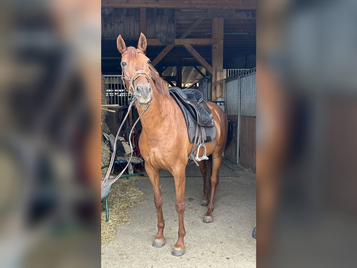 Andalusian Mix Mare 10 years 15,2 hh Chestnut-Red in MünsingenMünsingen