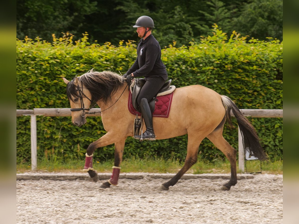 Andalusian Mare 10 years 15,3 hh Dun in Neustadt (Wied)
