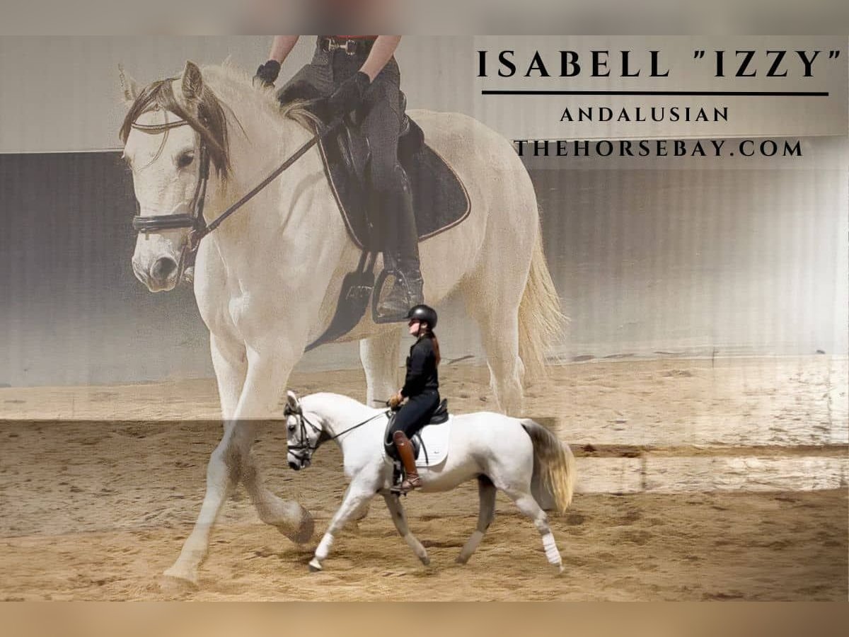 Andalusian Mare 10 years Grey in Michigan City, IN