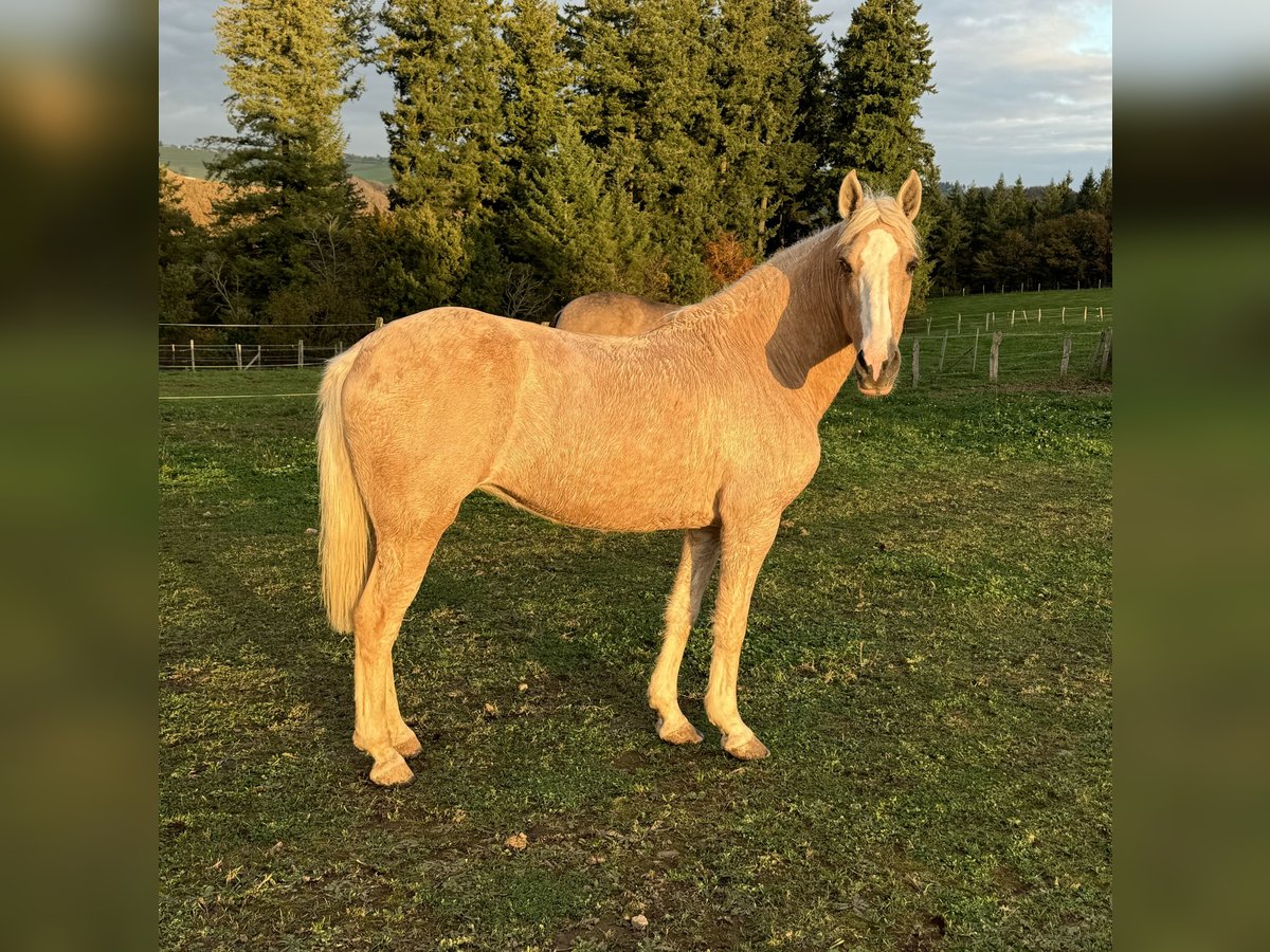 Andalusian Mix Mare 11 years 14,2 hh Palomino in Daleiden