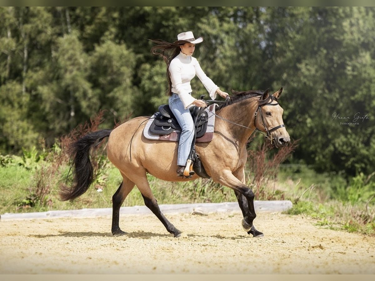 Andalusian Mare 11 years 15,1 hh Buckskin in Kirchberg