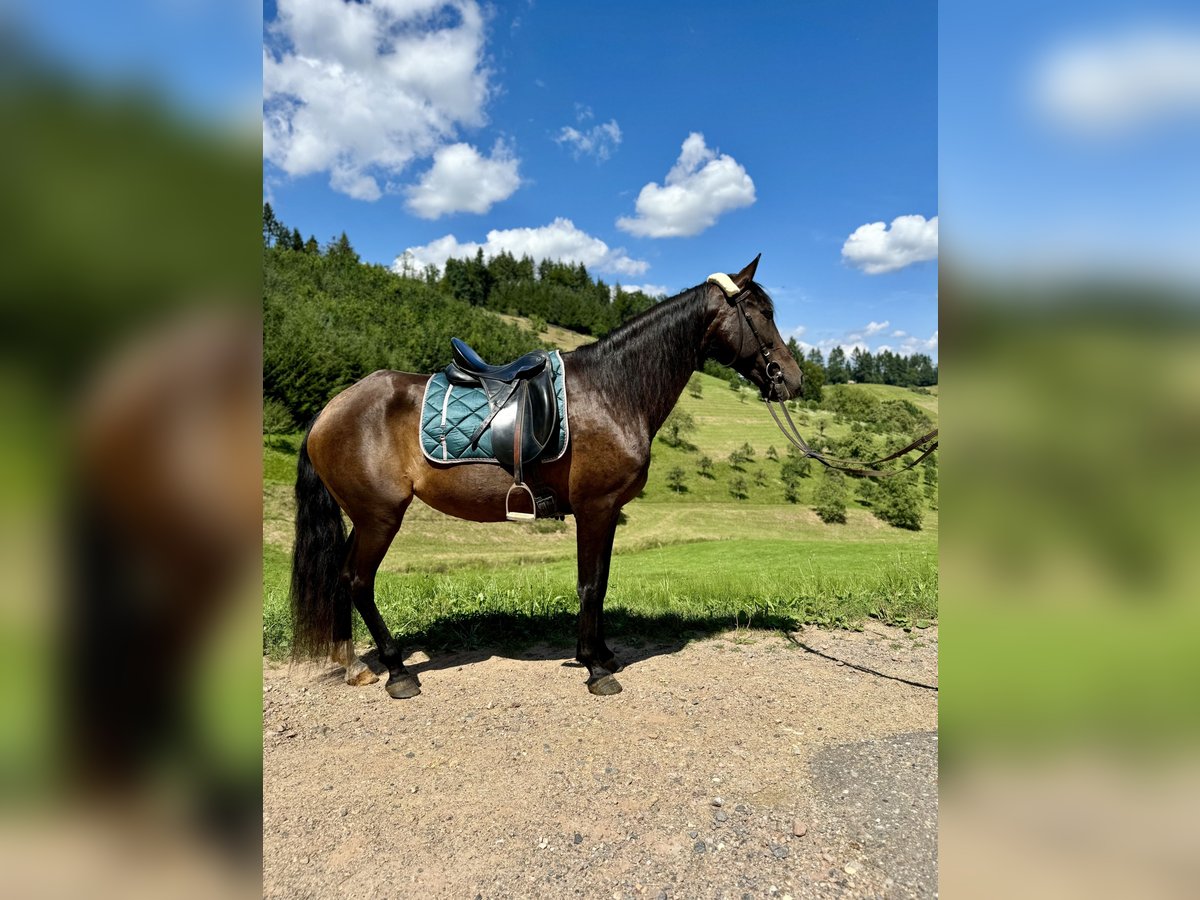 Andalusian Mare 11 years 15 hh Smoky-Black in Offenburg