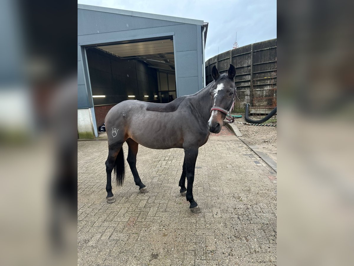 Andalusian Mix Mare 12 years 15,1 hh Bay-Dark in Oirschot