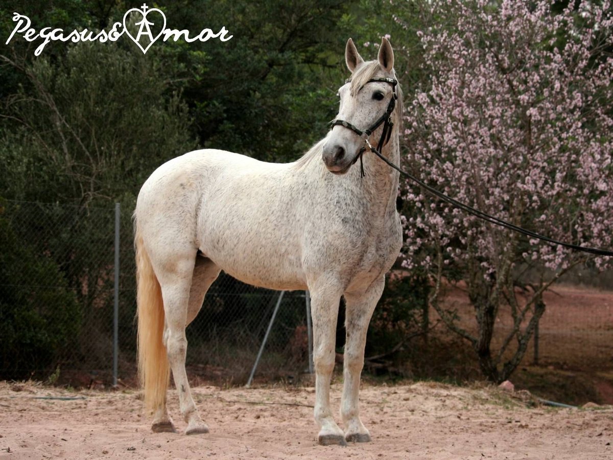 Andalusian Mare 12 years 15,1 hh Gray in Valencia