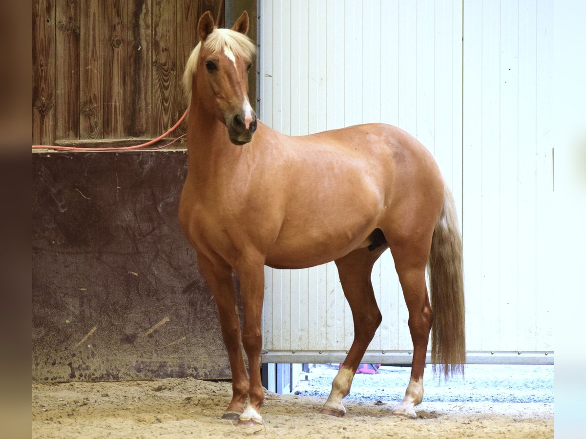 Andalusian Mare 12 years 15,1 hh Palomino in Assesse