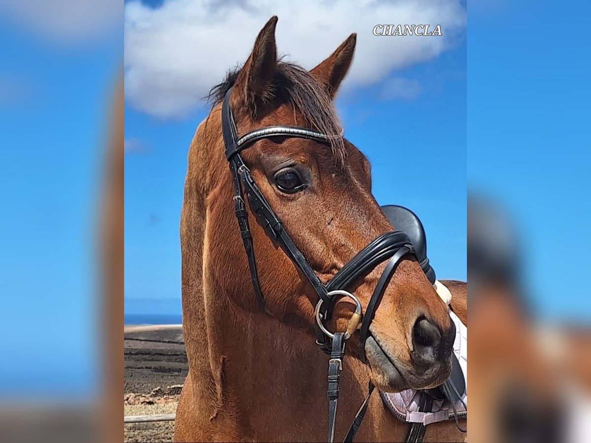 Andalusian Mare 12 years 15,2 hh Brown in Fuerteventura