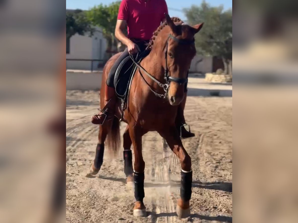 Andalusian Mare 12 years 15,2 hh Chestnut-Red in Martfeld
