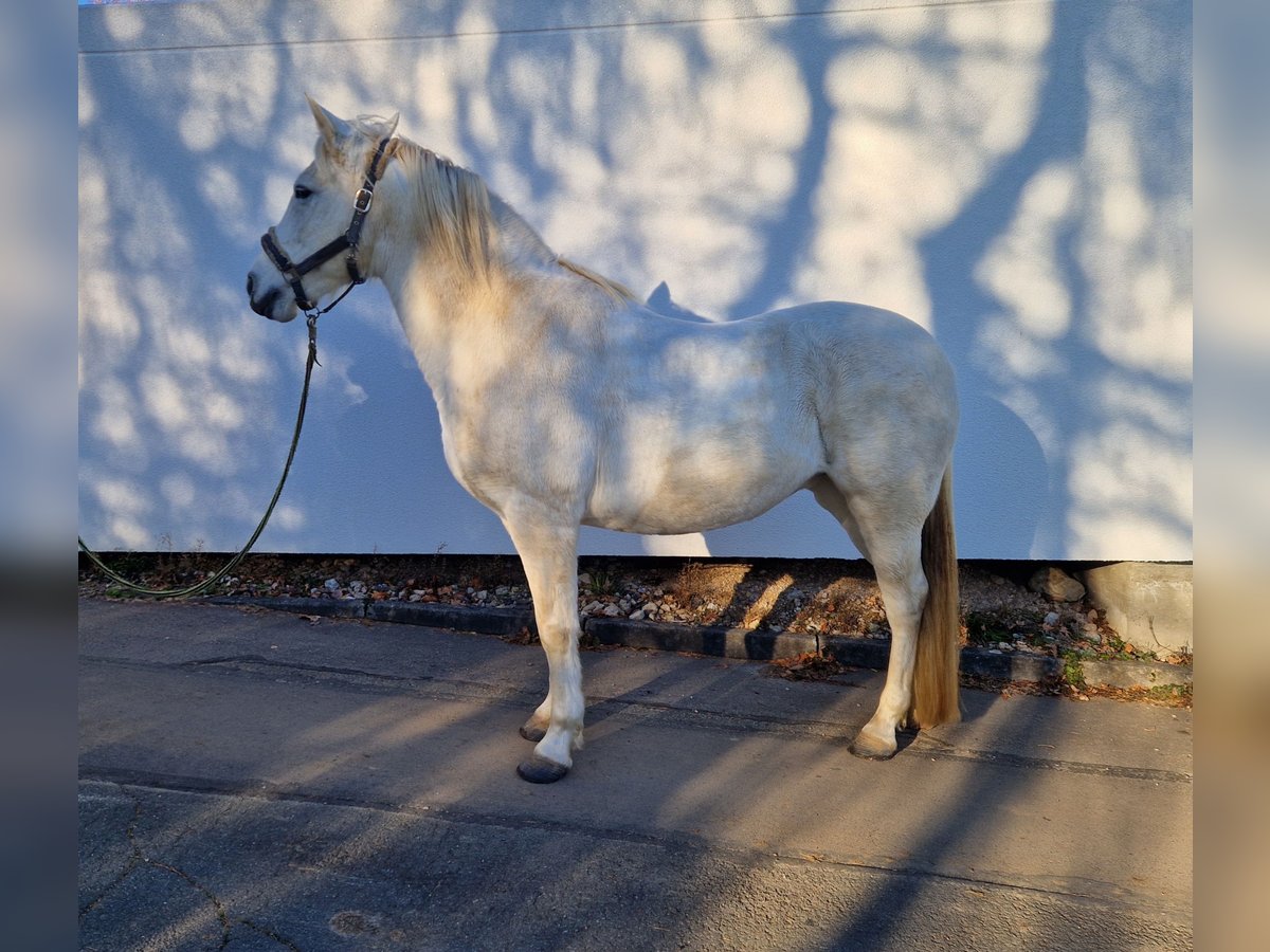 Andalusian Mare 12 years 15,1 hh Grey in Glauchau