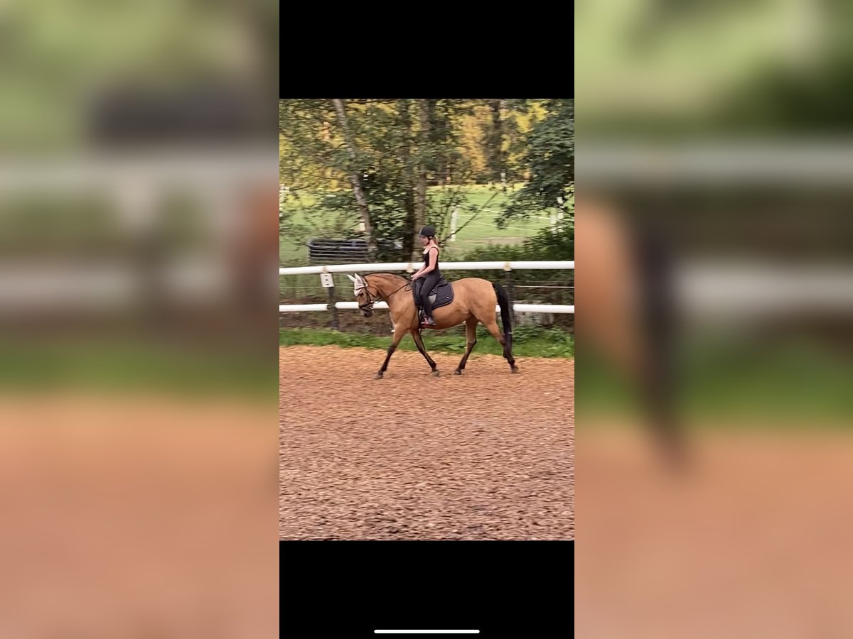 Andalusian Mare 13 years 14,2 hh Dun in Markt Indersdorf