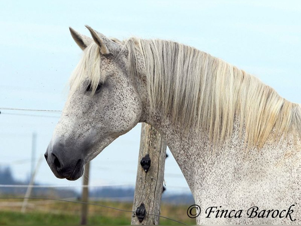 Andalusian Mare 13 years 15,3 hh Gray in Wiebelsheim