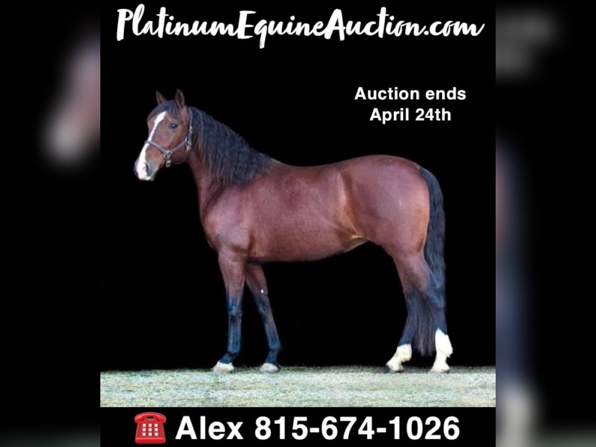 Andalusian Mare 14 years 15,2 hh Bay in Hardinsburg IN