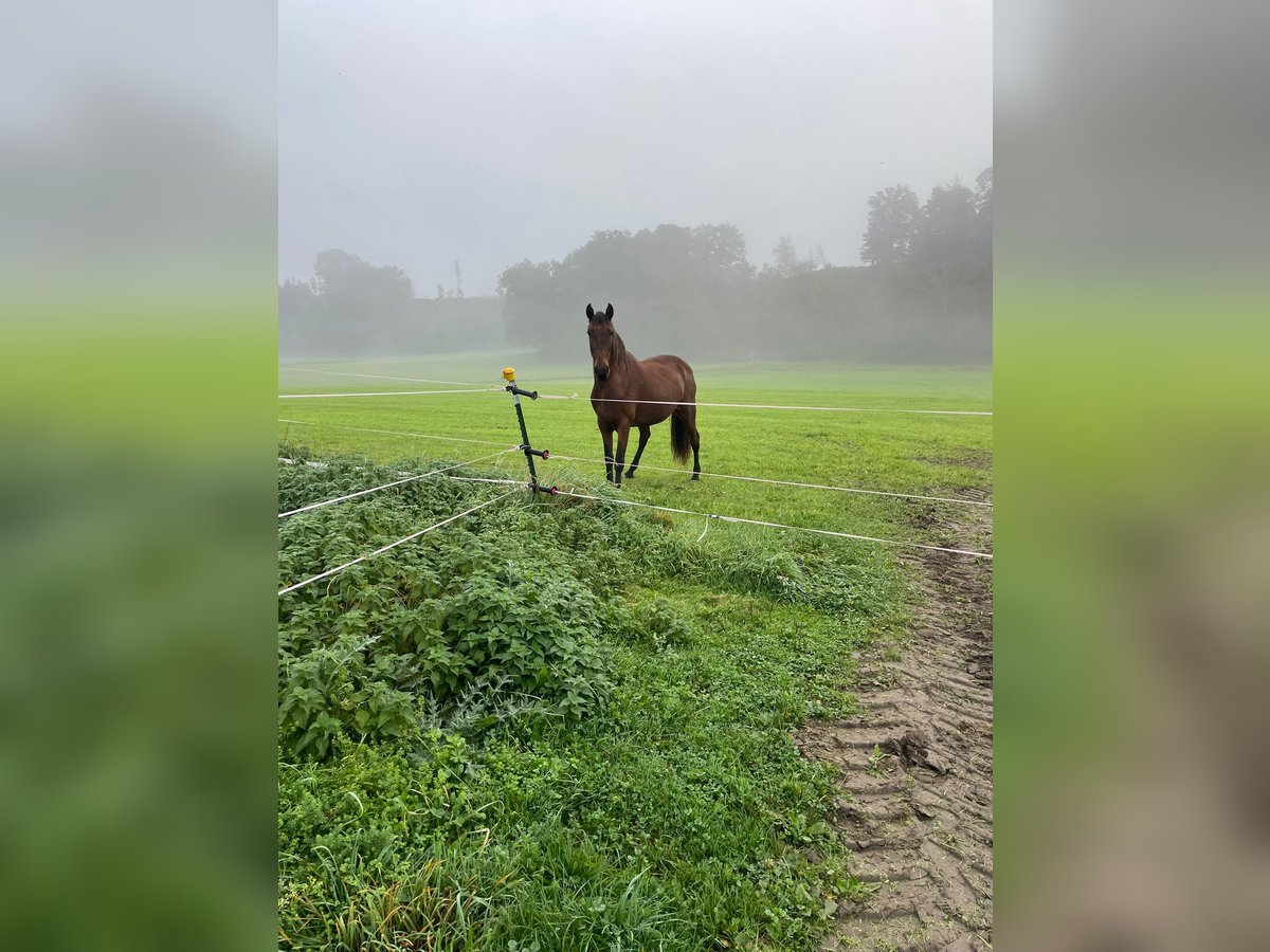 Andalusian Mare 14 years 15,2 hh Brown in Engelsberg