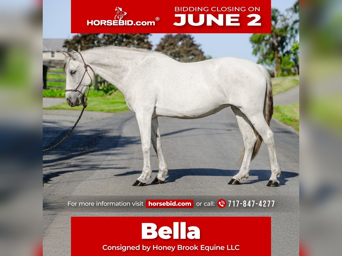 Andalusian Mare 14 years 15,2 hh Gray in Honey Brook, PA
