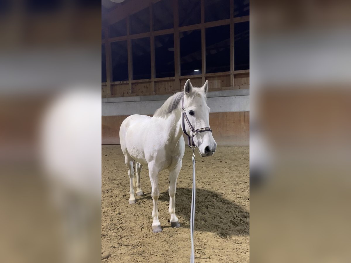 Andalusian Mix Mare 15 years 15,1 hh Grey in St. Lorenzen
